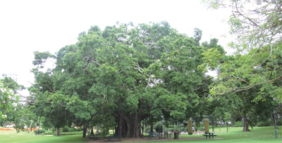 城市植物公園中的古樹
