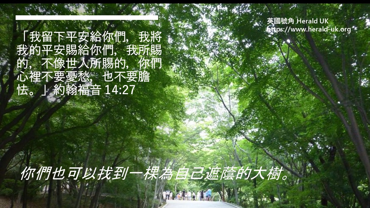 (耆英隨想) 大樹好遮蔭