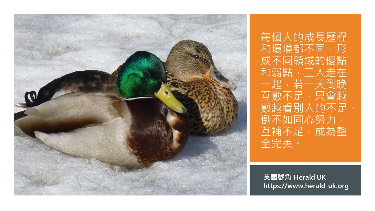 (餐飲佳音) 互補不足