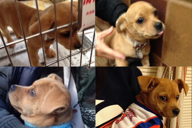 領養代替購買：一隻流浪狗教我們修復與神、與人、與萬物的關係