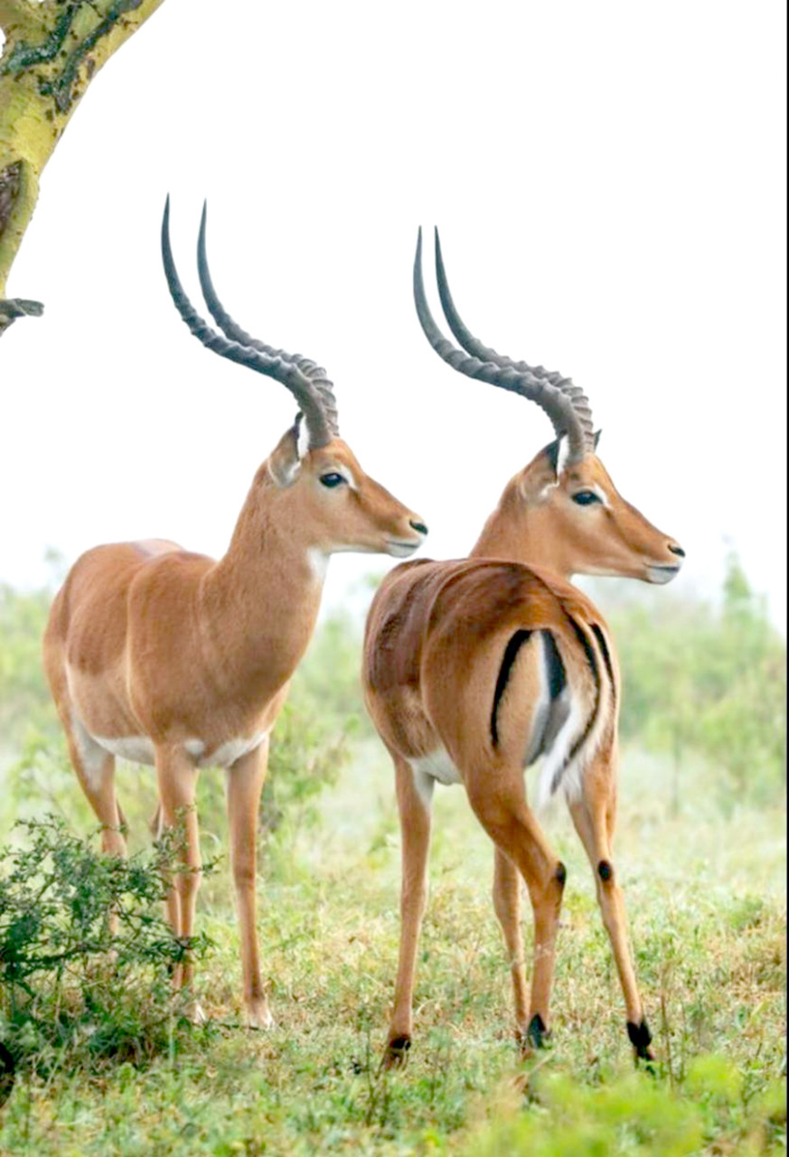 南非克魯格國家公園