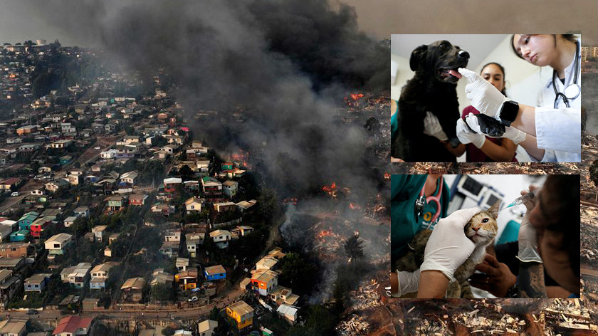 智利山火災後的希望：美國大學獸醫系學生加入臨時獸醫救援隊，救助當地受傷動物