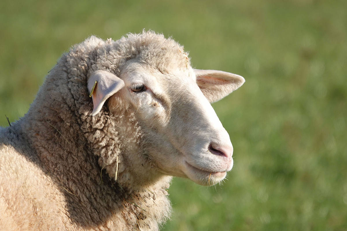 PX sheep 4673941